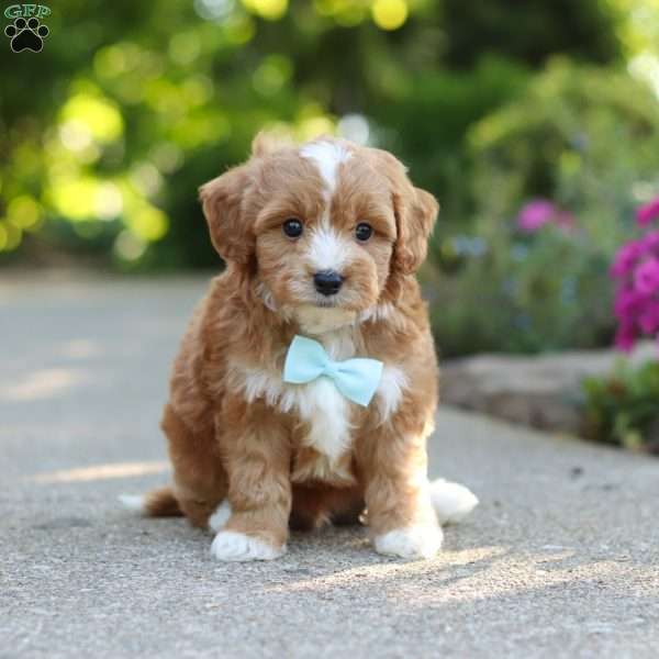 Mason, Cavapoo Puppy